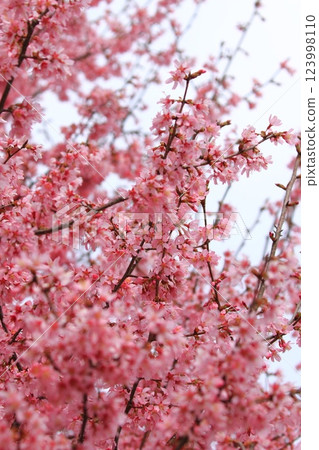 dark pink okamezakura 123998110