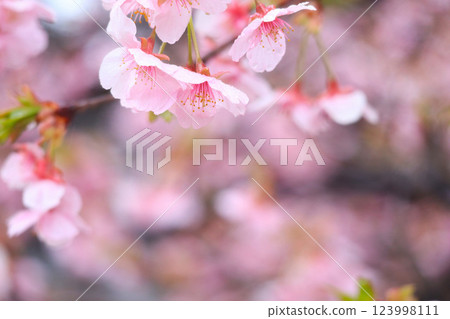 Kawazu cherry blossoms to announce the arrival of spring 123998111