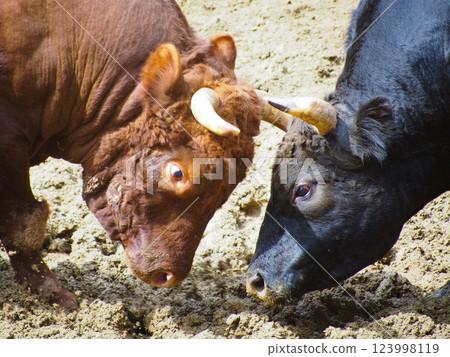 Bull horn butting in Yamakoshi, Niigata 123998119