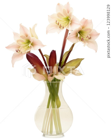 Twilight Glow (Hellebores Foxgloves Amaryllis) fluted glass vase with water glowing in soft amber tones, holding an elegant 123998129