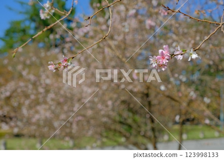 京都御所十月櫻花季 123998133