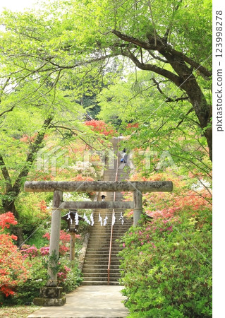 Azaleas at Atago Shrine in Ome City 123998278