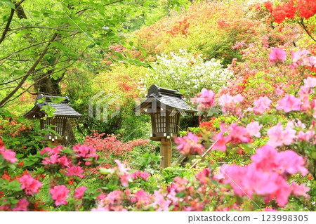 青梅市愛宕神社的杜鵑花 123998305