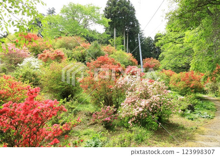 Azaleas at Atago Shrine in Ome City 123998307