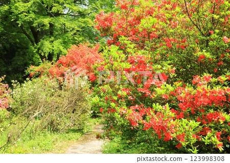 Azaleas at Atago Shrine in Ome City 123998308