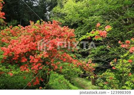 Azaleas at Atago Shrine in Ome City 123998309