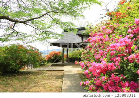 Azaleas at Atago Shrine in Ome City 123998311