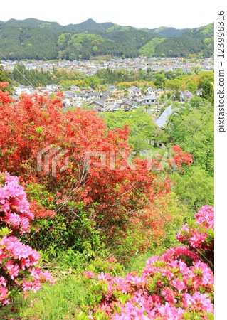 Azaleas at Atago Shrine in Ome City Azaleas at Atago Shrine in Ome City 123998316