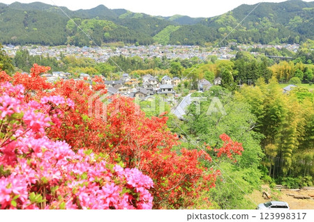 Azaleas at Atago Shrine in Ome City Azaleas at Atago Shrine in Ome City 123998317