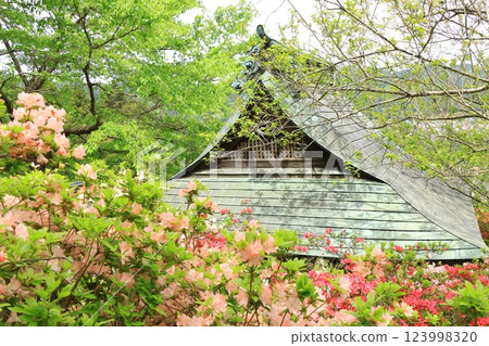 青梅市愛宕神社的杜鵑花 青梅市愛宕神社的杜鵑花 123998320