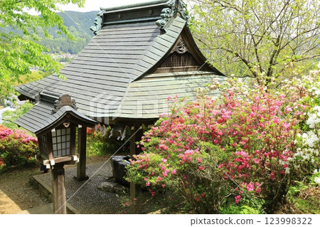 青梅市愛宕神社的杜鵑花 青梅市愛宕神社的杜鵑花 123998322