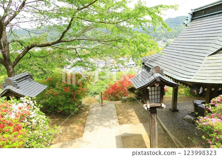 青梅市愛宕神社的杜鵑花 青梅市愛宕神社的杜鵑花 123998323