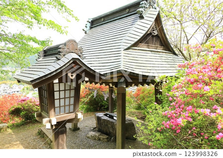 青梅市愛宕神社的杜鵑花 青梅市愛宕神社的杜鵑花 123998326