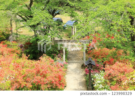 青梅市愛宕神社的杜鵑花 123998329