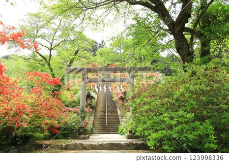 青梅市愛宕神社的杜鵑花 123998336