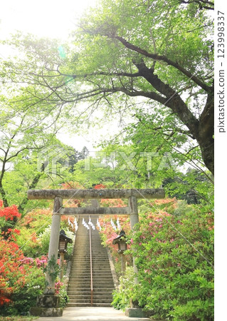 Azaleas at Atago Shrine in Ome City 123998337