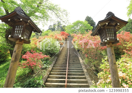 青梅市愛宕神社的杜鵑花 青梅市愛宕神社的杜鵑花 123998355