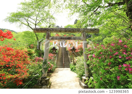 Azaleas at Atago Shrine in Ome City 123998365