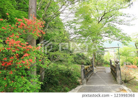 青梅市愛宕神社的杜鵑花 123998368