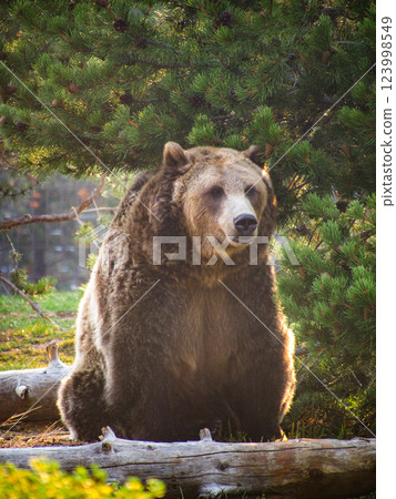 懷俄明灰熊與狼探索中心的灰熊 123998549