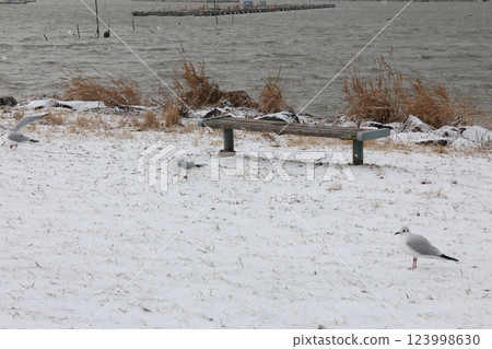 Black-headed Gull Standing in the Snow Black-headed Gull Standing in the Snow 123998630