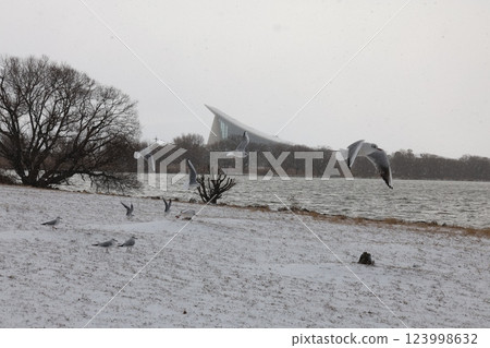 Black-headed Gull Standing in the Snow 123998632
