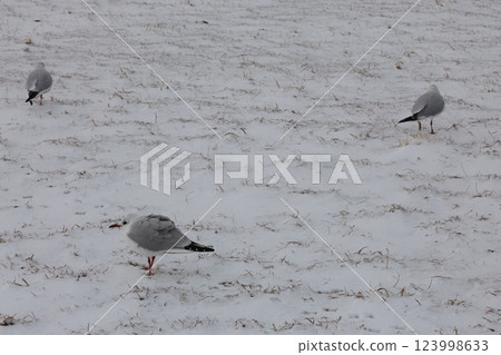 Black-headed Gull Standing in the Snow 123998633