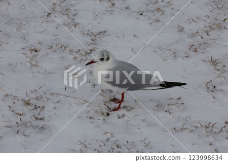 站在雪中的黑頭鷗 123998634