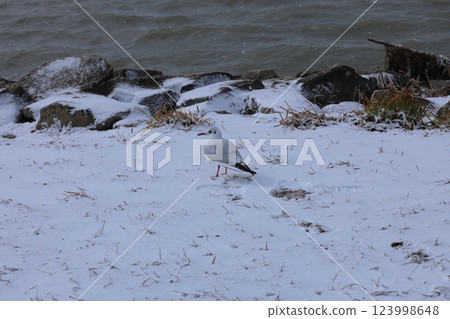 雪地上的黑頭鷗 123998648