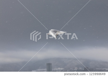 黑頭鷗在雲層上飛翔 123998649