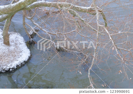 雪和死樹 123998691