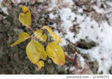 雪和樹葉 雪和樹葉 123998701