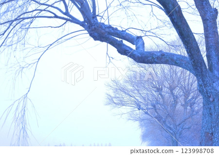 雪天早晨的樹木 123998708