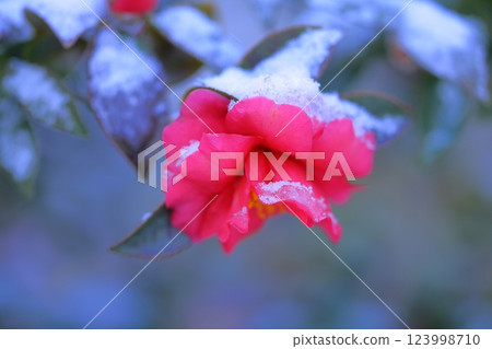 被雪浸濕的山茶花 123998710