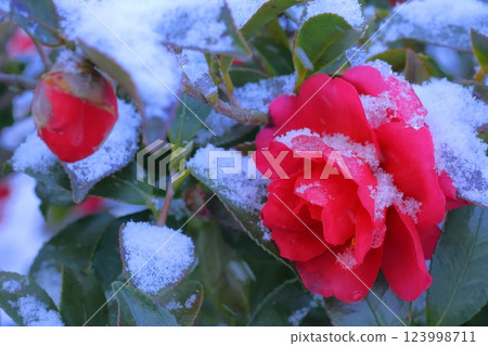 開花在雪的紅色玫瑰 開花在雪的紅色玫瑰 123998711