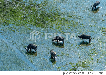 Aerial shot of a herd of buffalo grazing in the Okavango Delta 123998784