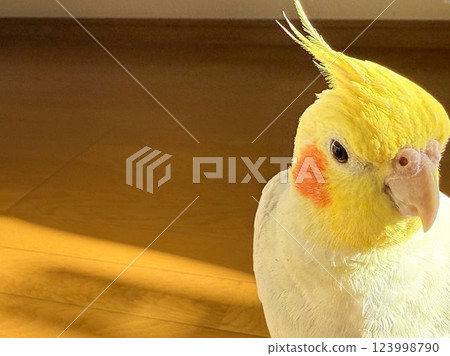 cockatiel staring cockatiel staring 123998790