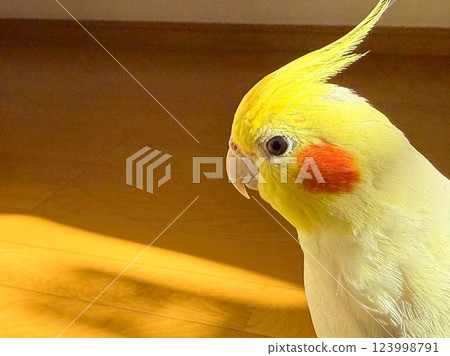 cockatiel staring cockatiel staring 123998791