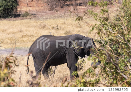 African Elephant in Chobe National Park African Elephant in Chobe National Park 123998795