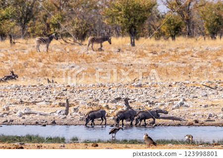 Three warthogs drinking from a waterhole 123998801