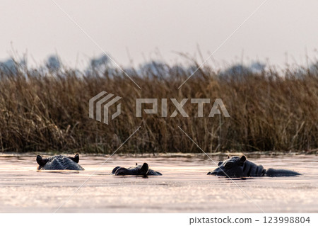 Hippos in the Okavango Delta Hippos in the Okavango Delta 123998804