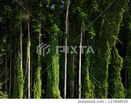 Tropical forest interior. Background of a rainforest. Drone view of Bali. 123998930
