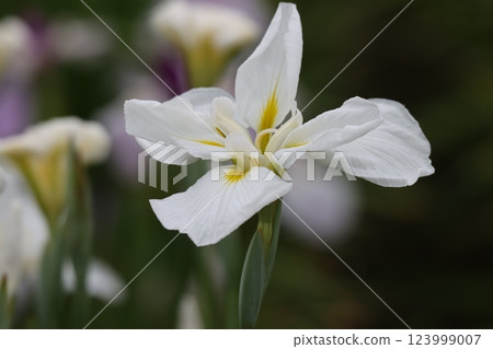 水月公園的菖蒲盛開(下) 水月公園的菖蒲盛開(下) 123999007