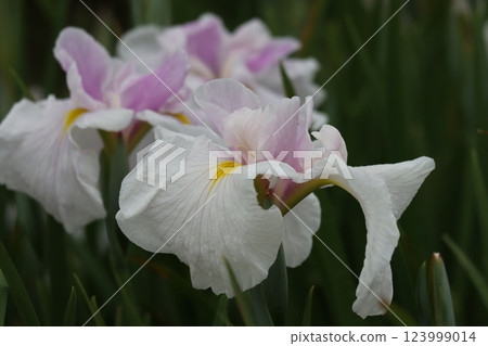 Iris flowers at Suigetsu Park in full bloom - Part 9 Iris flowers at Suigetsu Park in full bloom - Part 9 123999014