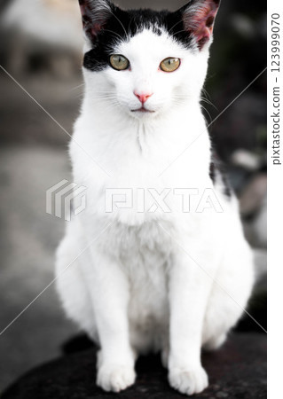 The Wild Cat 123999070