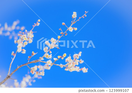 White plum blossoms shining against the clear blue sky White plum blossoms shining against the clear blue sky 123999107