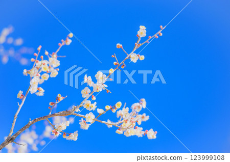 潔白的梅花在湛藍的天空下閃閃發光 潔白的梅花在湛藍的天空下閃閃發光 123999108