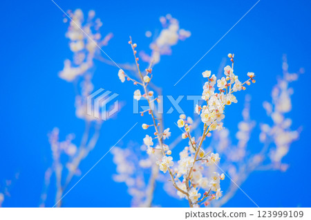 White plum blossoms shining against the clear blue sky White plum blossoms shining against the clear blue sky 123999109