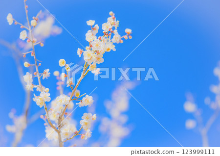 White plum blossoms shining against the clear blue sky 123999111