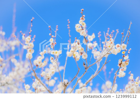 White plum blossoms shining against the clear blue sky 123999112